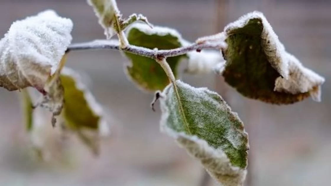 pollen and season change
